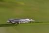 Crambus sp.